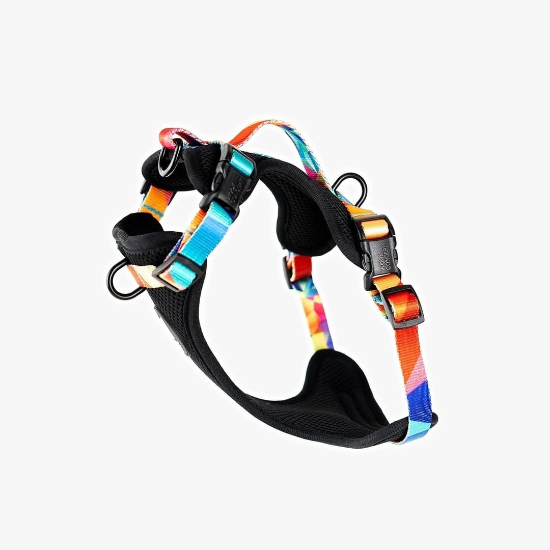 Woof Concept harness in bold colours