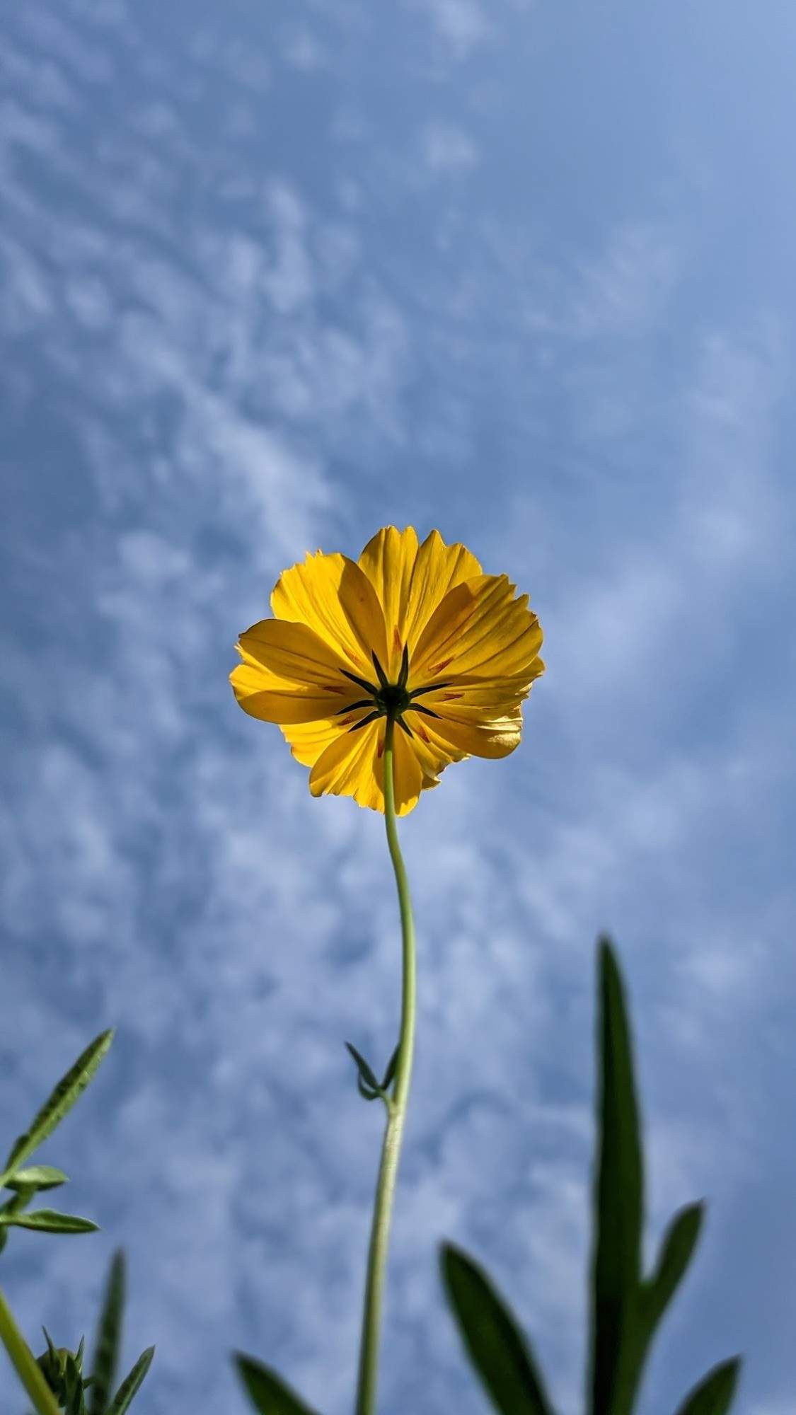 A single yellow flower against a cloudy sky