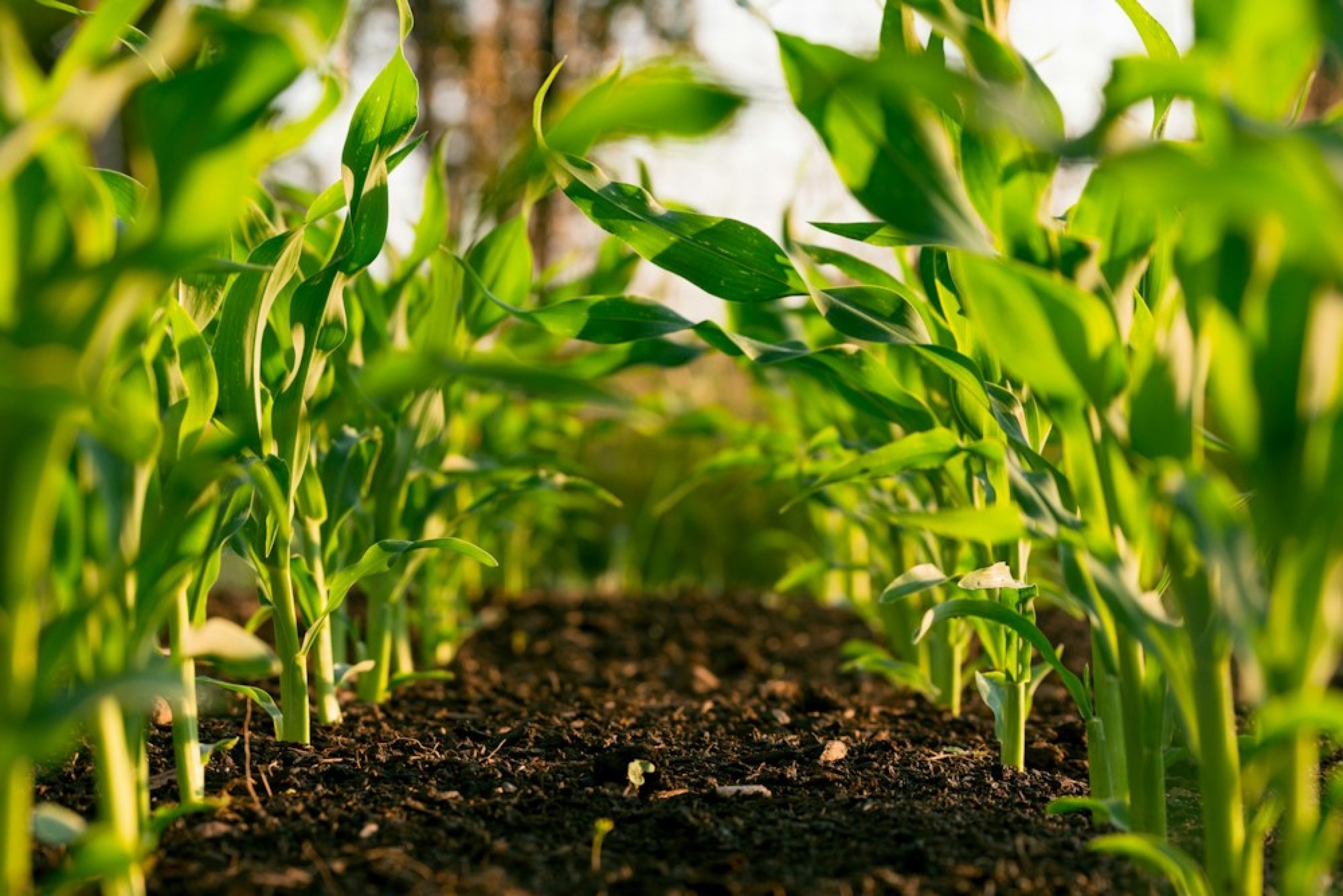 Agrails: Identity, website and demo-day prototype for an AI agritech platform.